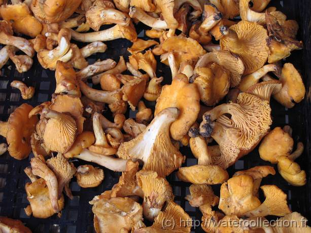 2007-05-12_08-14-45_Mai_78,1mm_1_40_eme_Canon PowerShot A95 